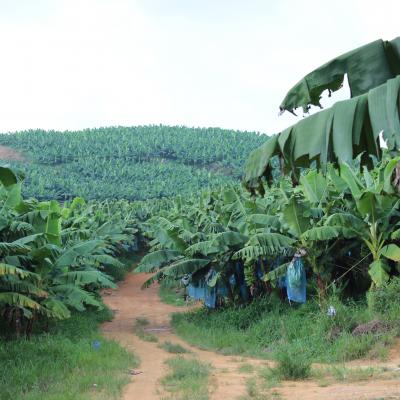 Ladang Pisang
